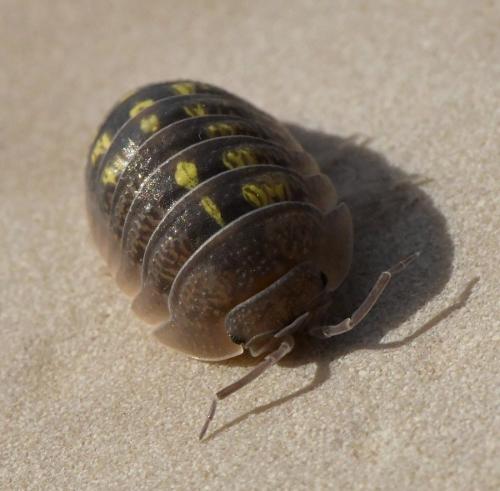 Réf. 218 462 : Armadillidium granulatum